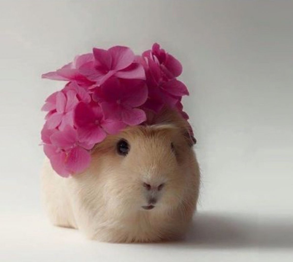 Розовый кролик живой