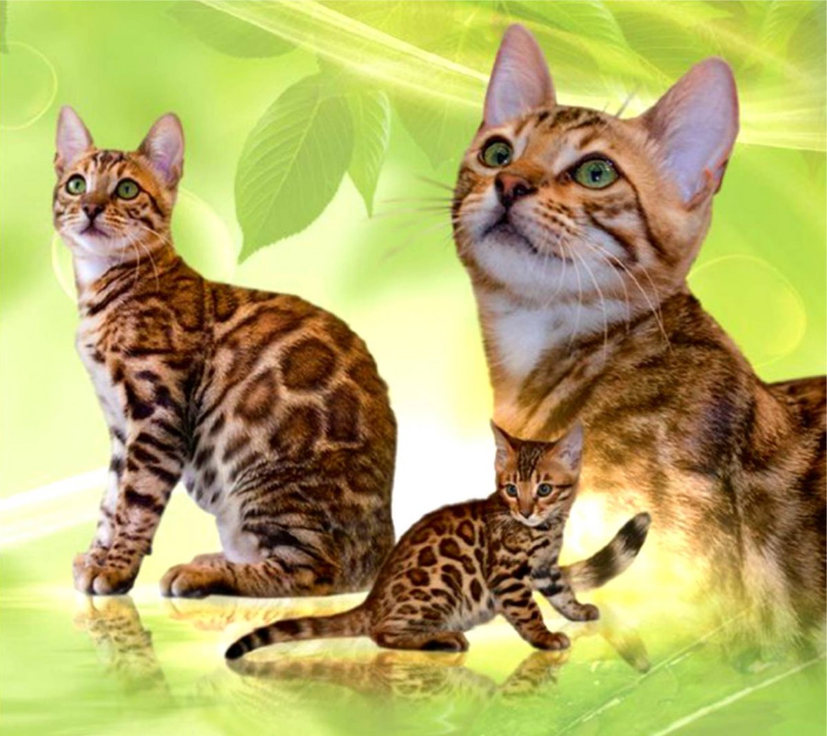 Кошка бенгальская фото характер