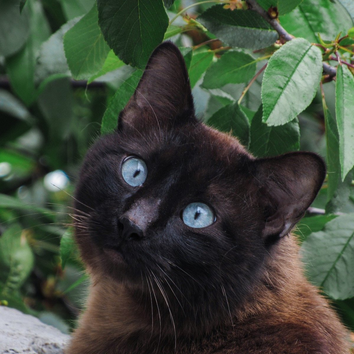 Сиамский шоколадный кот