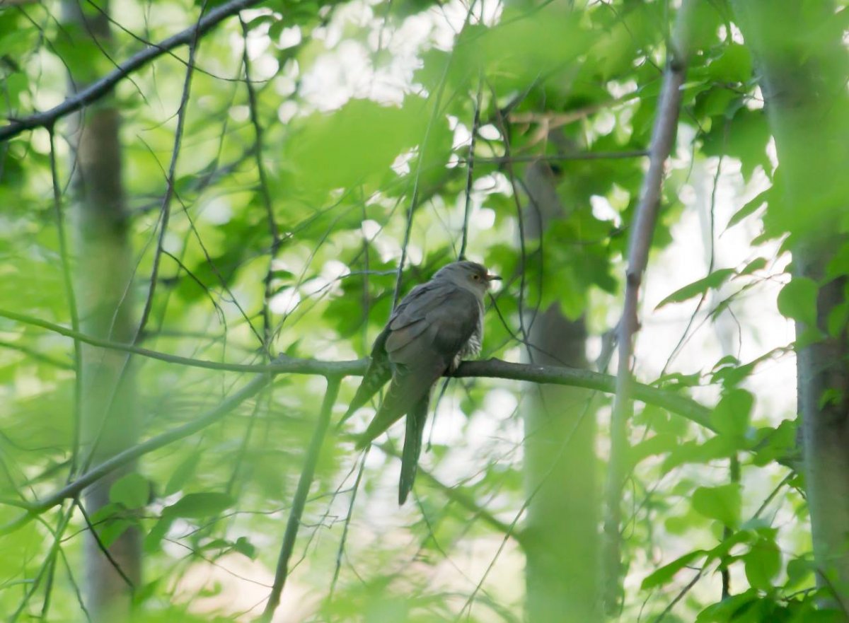 Что делать если у птицы сломана шея