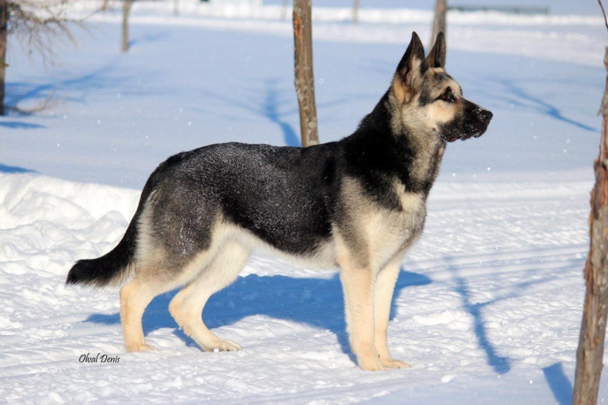 Овчарка лайф