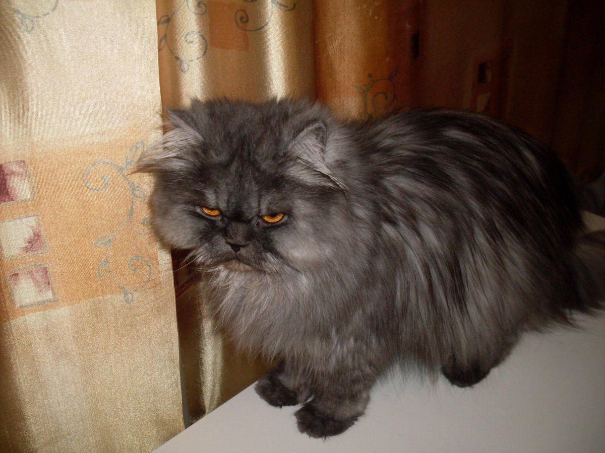 Персидская шиншилла кошка черная