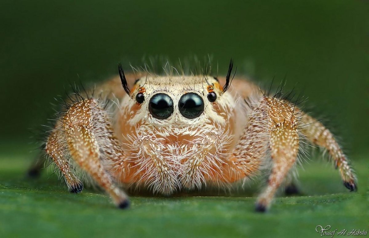 фото самого страшного паука