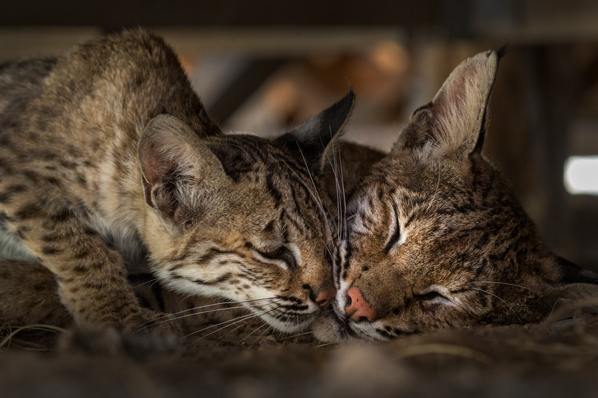 Котята рыси Бобкэт