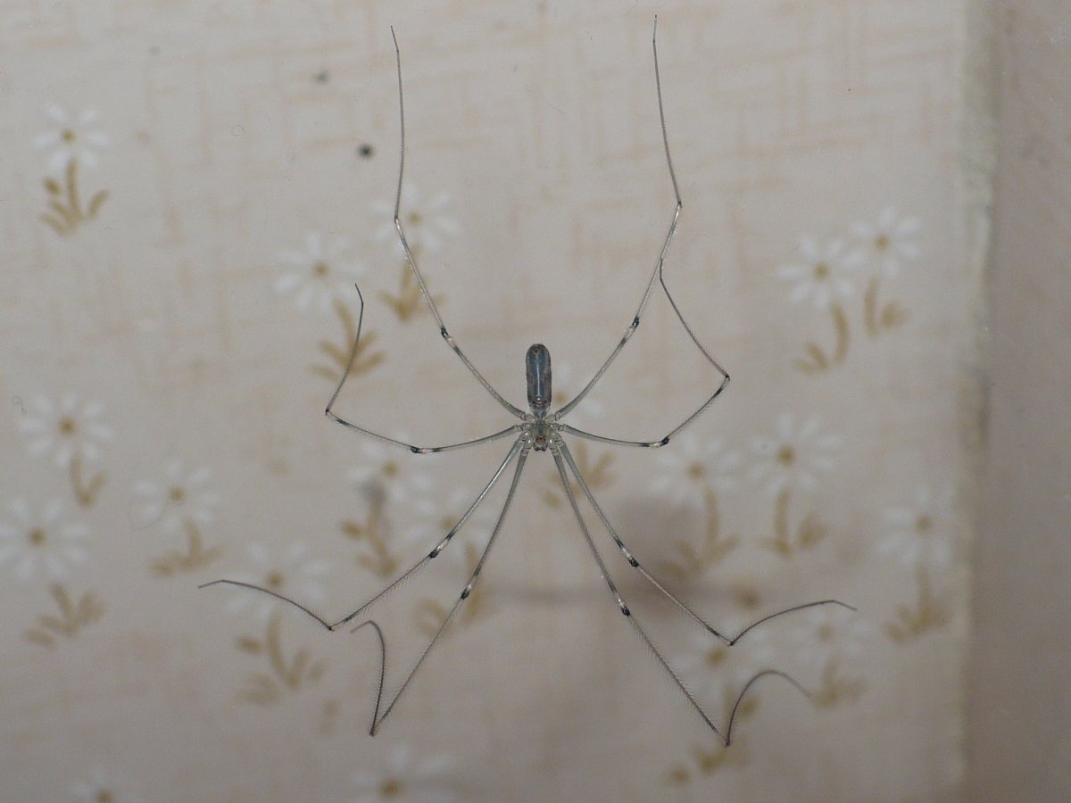 Паук косиножка