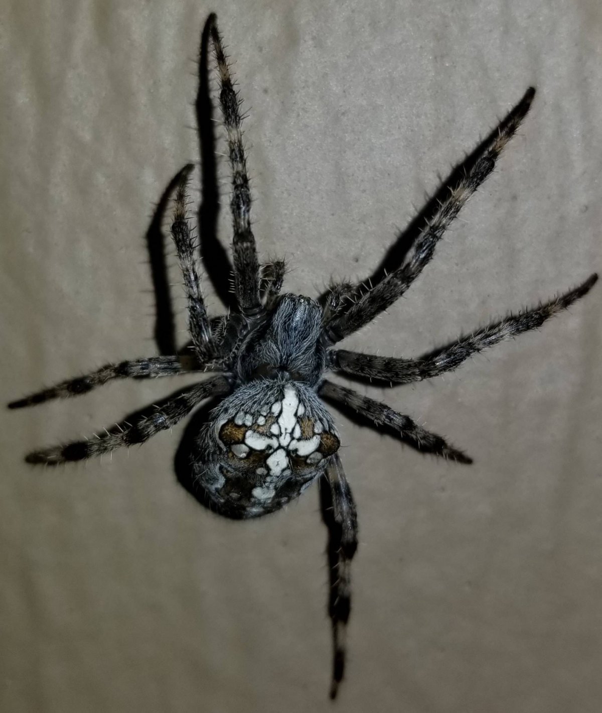 Черный паук с рисунком на брюшке