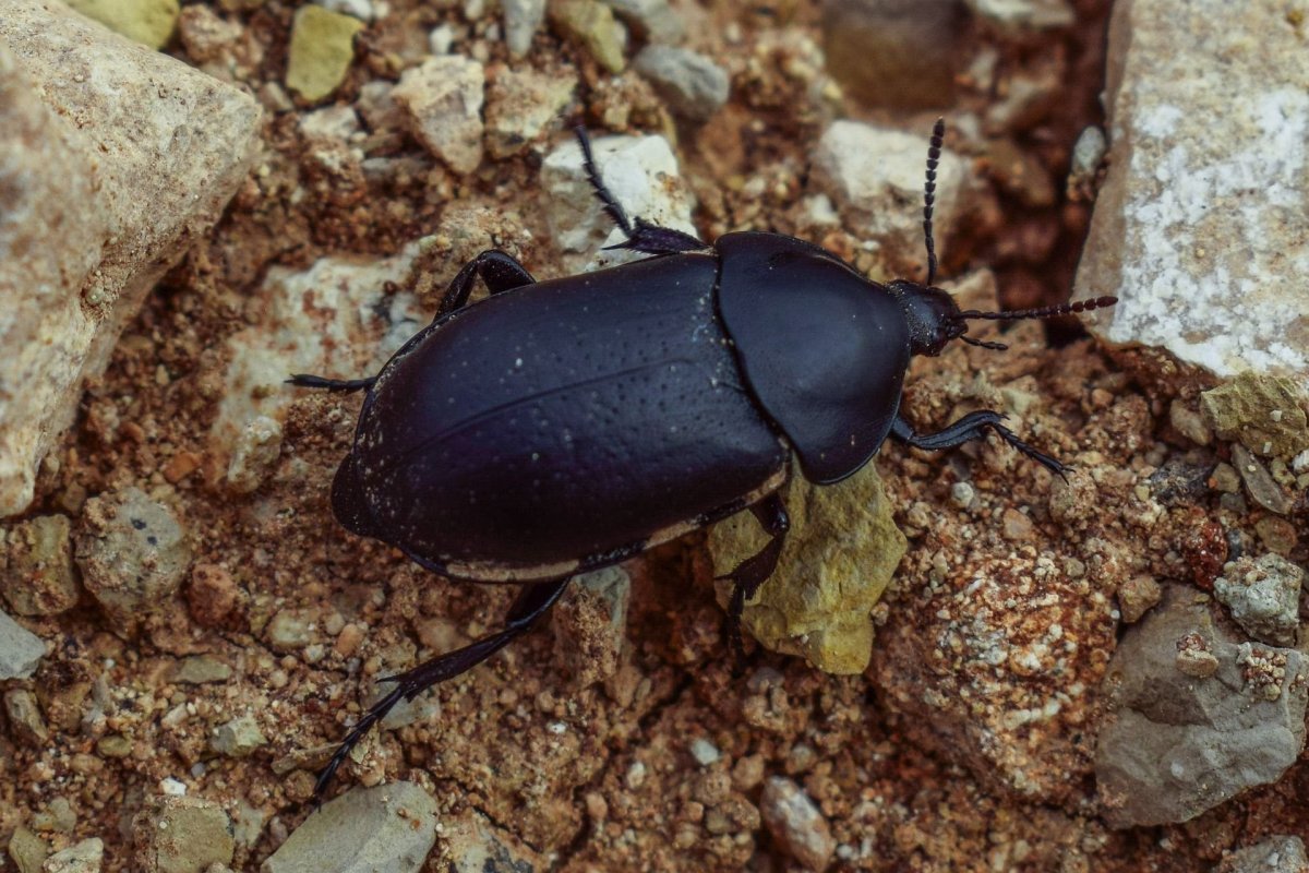 Nicrophorus interruptus Жук