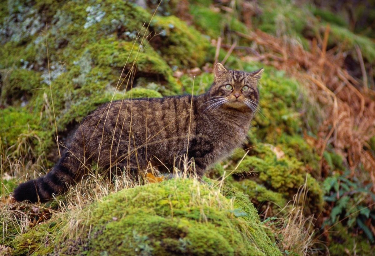 лесные кошки фото и названия пород