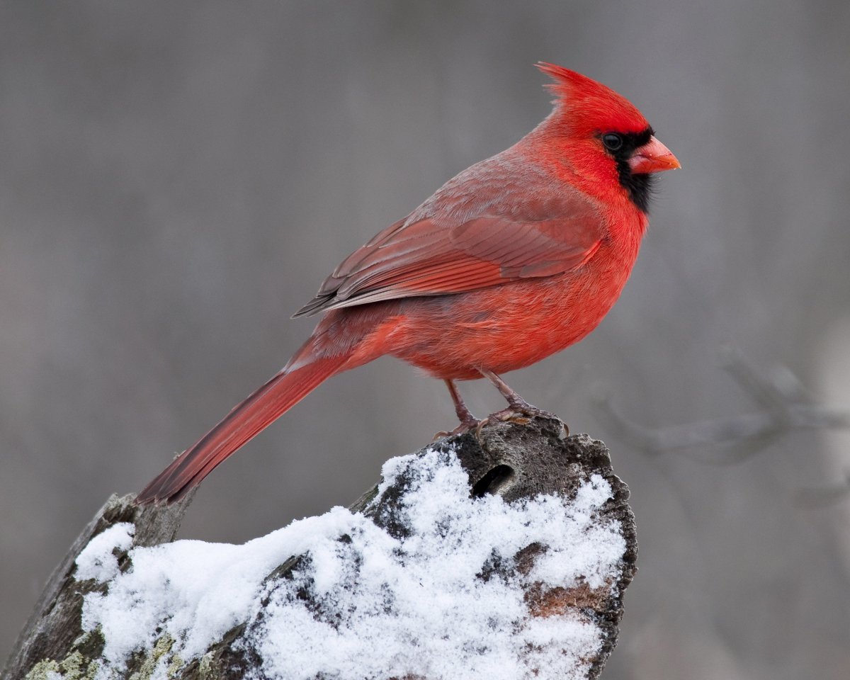 птицы красного цвета фото с названием