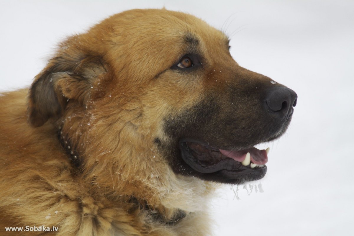 Волкодав кангал