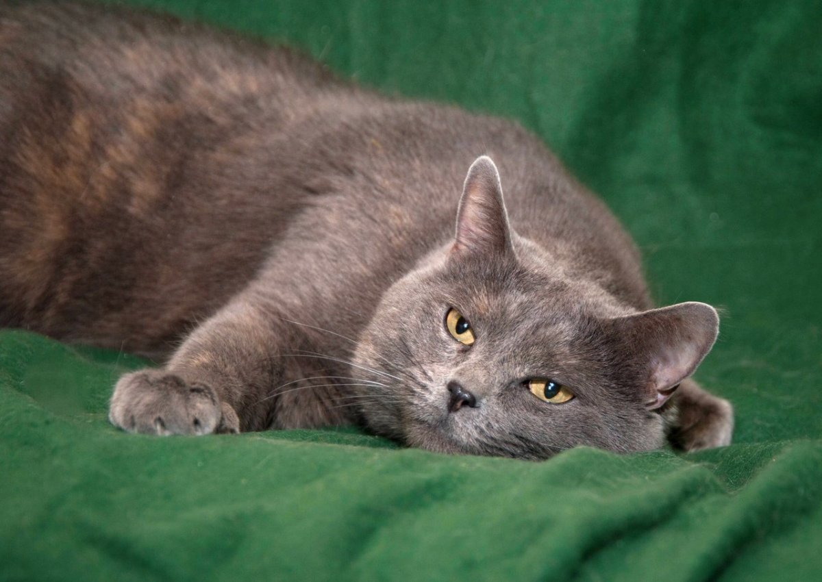 Метис британской кошки серый