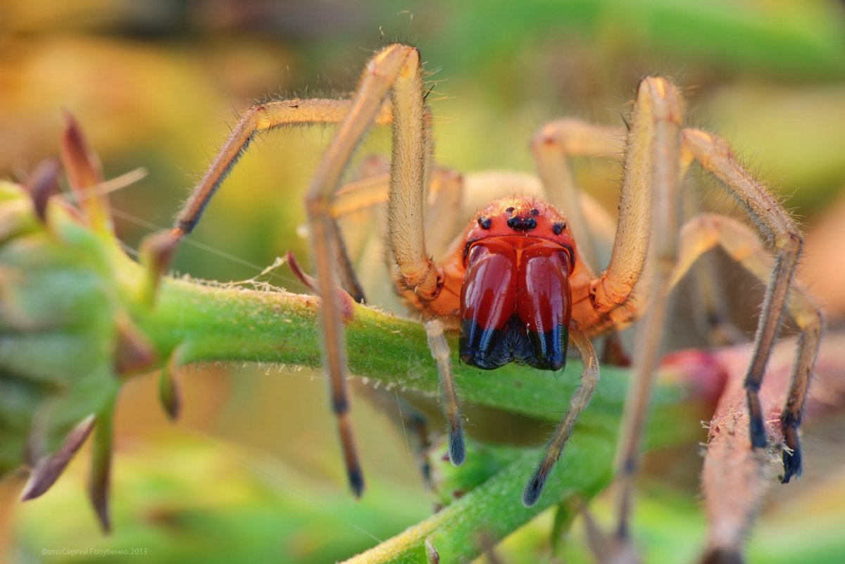 Самый опасный паук в беларуси