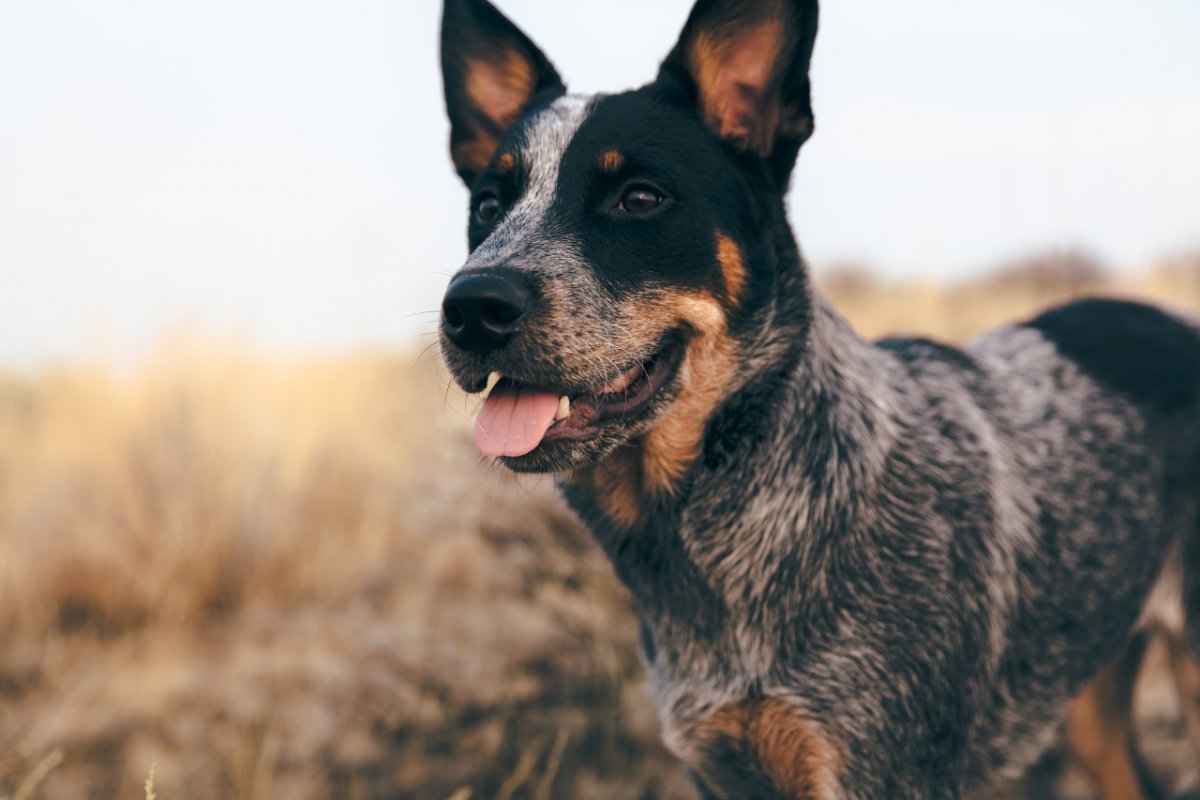 Шотландская пастушья бордер колли