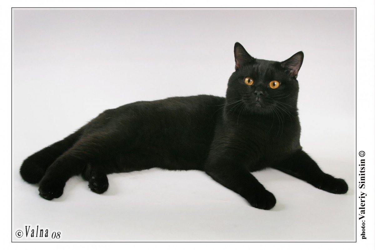 Черная шотландская прямоухая кошка