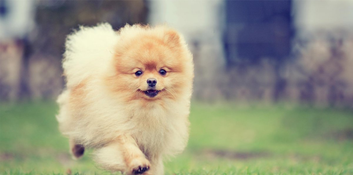 Помериан БОО