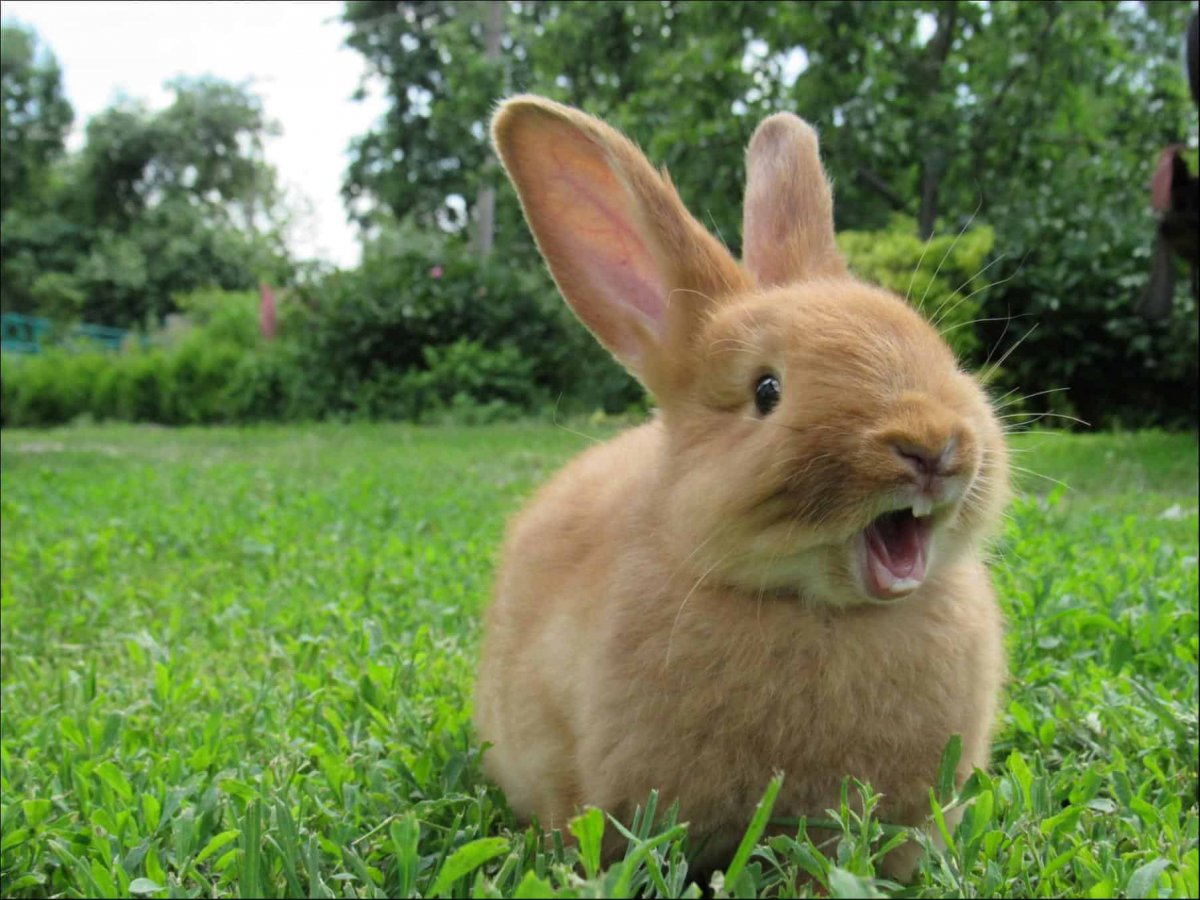 фото зубов зайцев