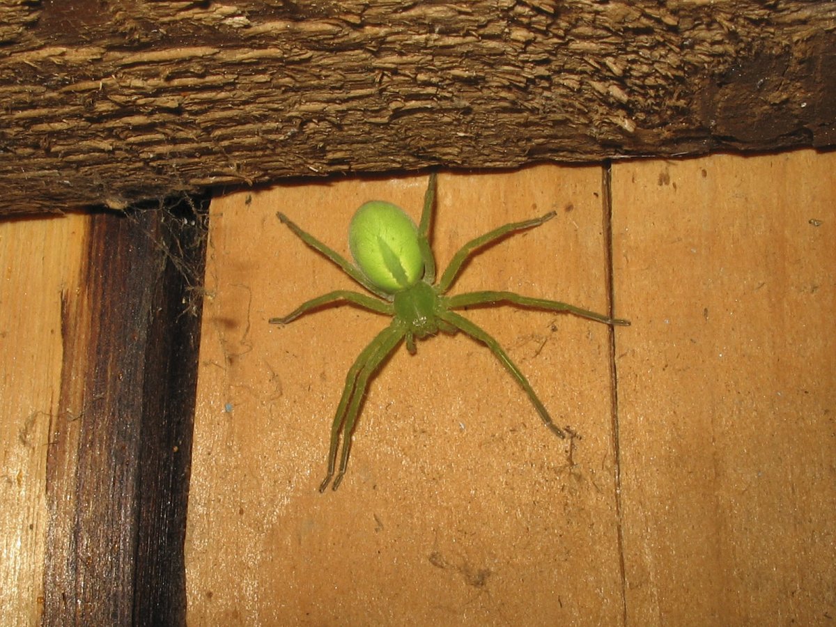 Зеленый маленький паук фото
