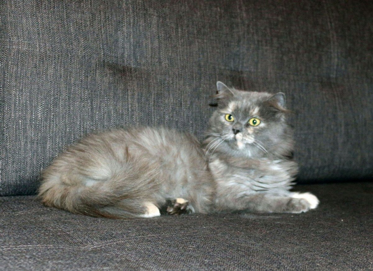 Метис британской и персидской кошки