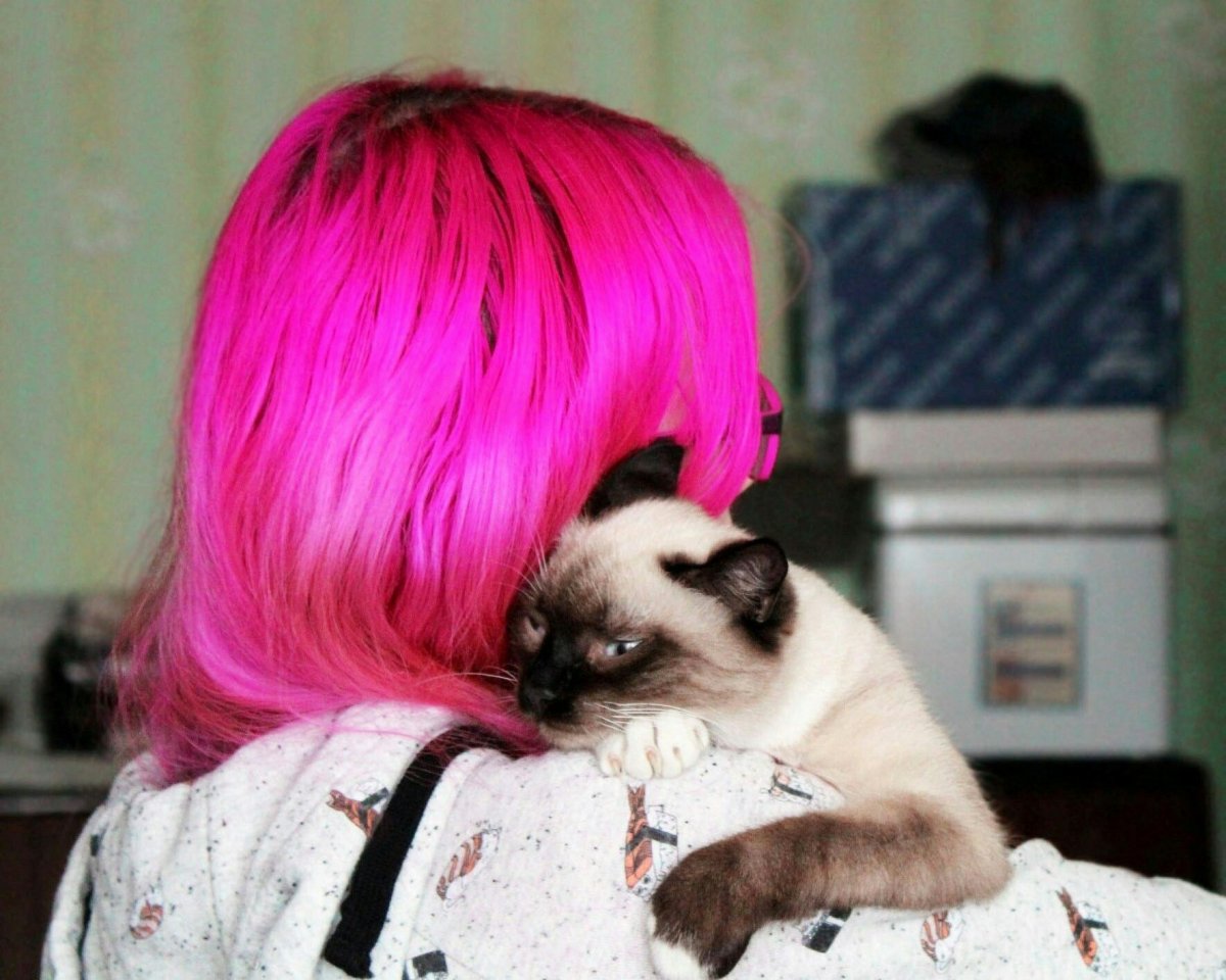 Кошка с розовыми волосами