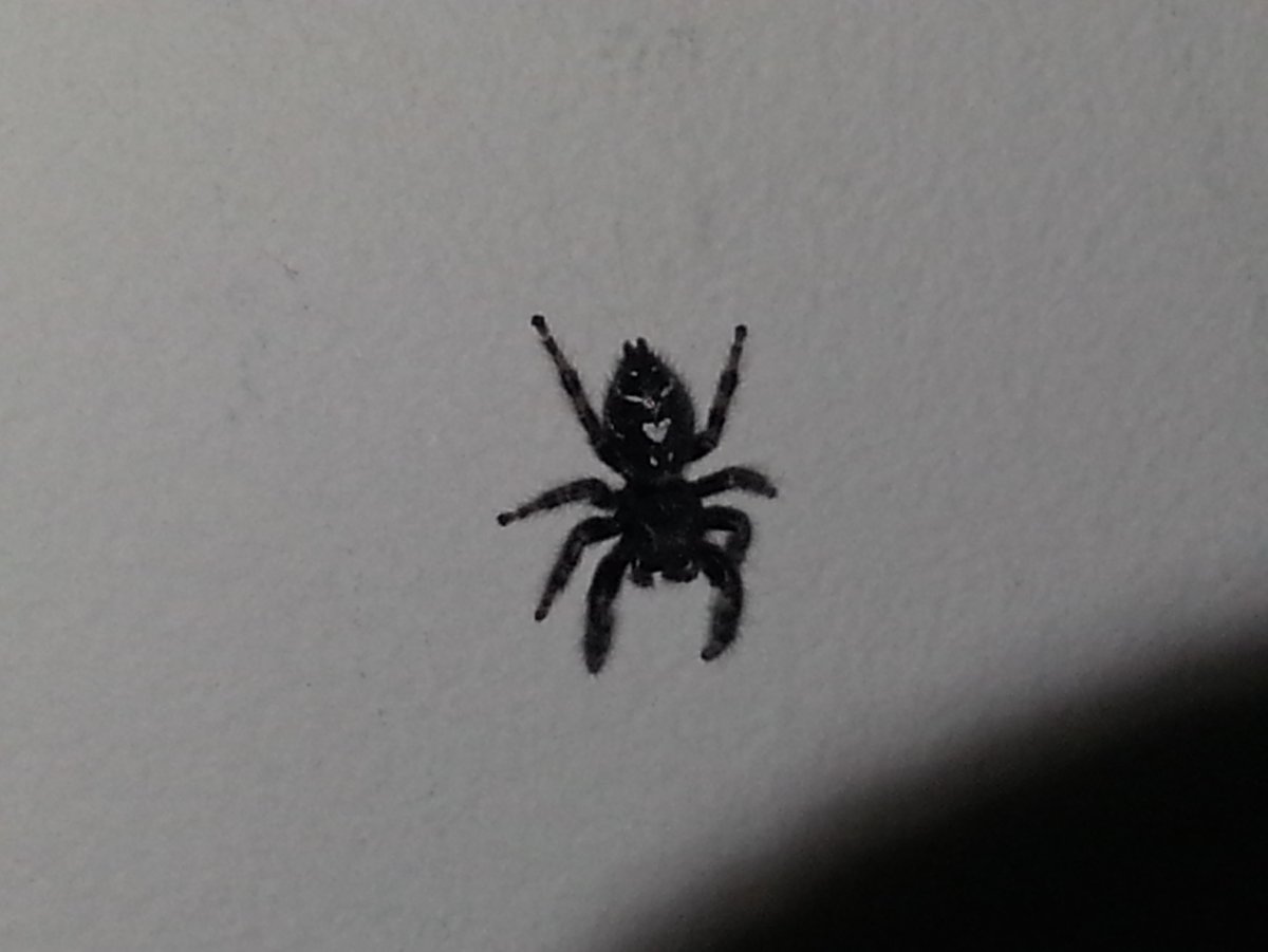 Маленький прыгающий паук дома