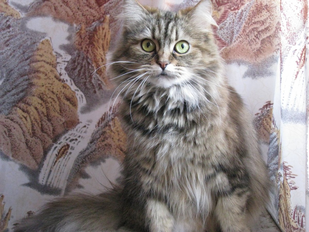 Метис сибирской кошки