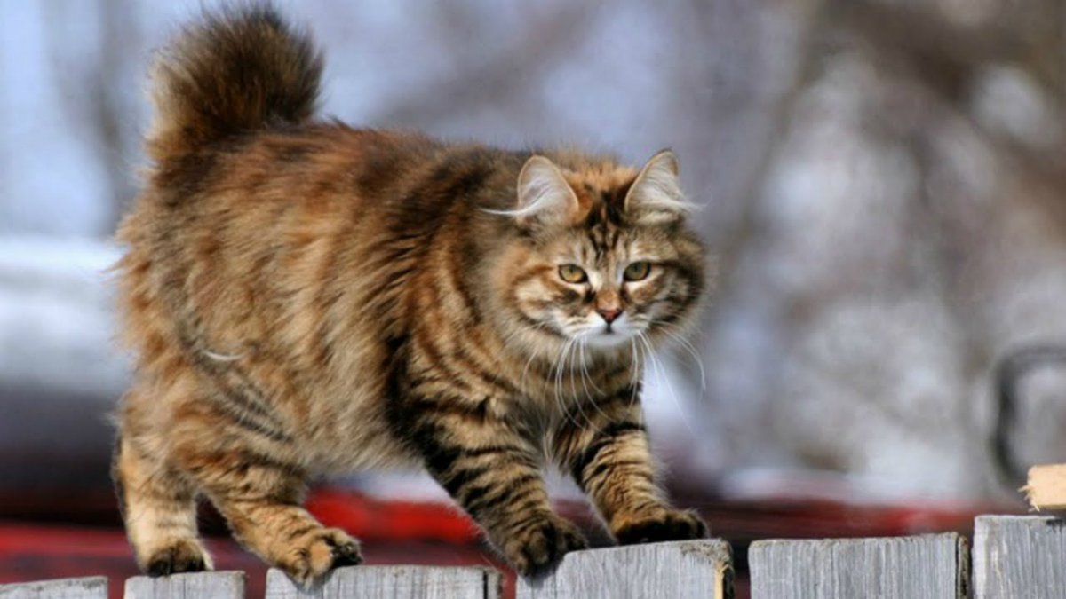 Метис сибирской кошки