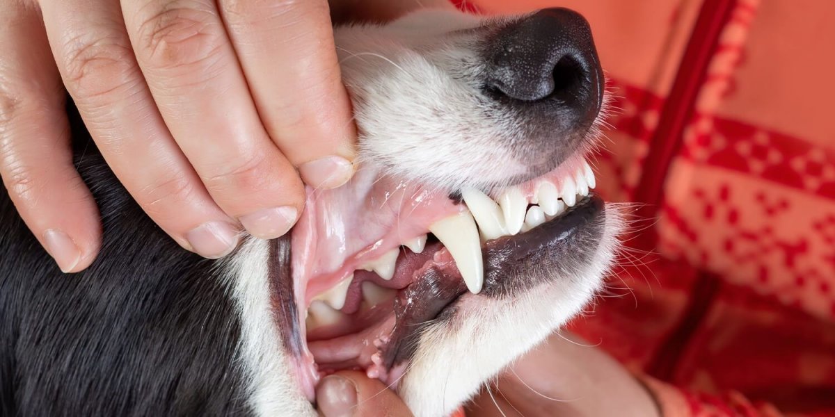 Ножницеобразный прикус у собак фото