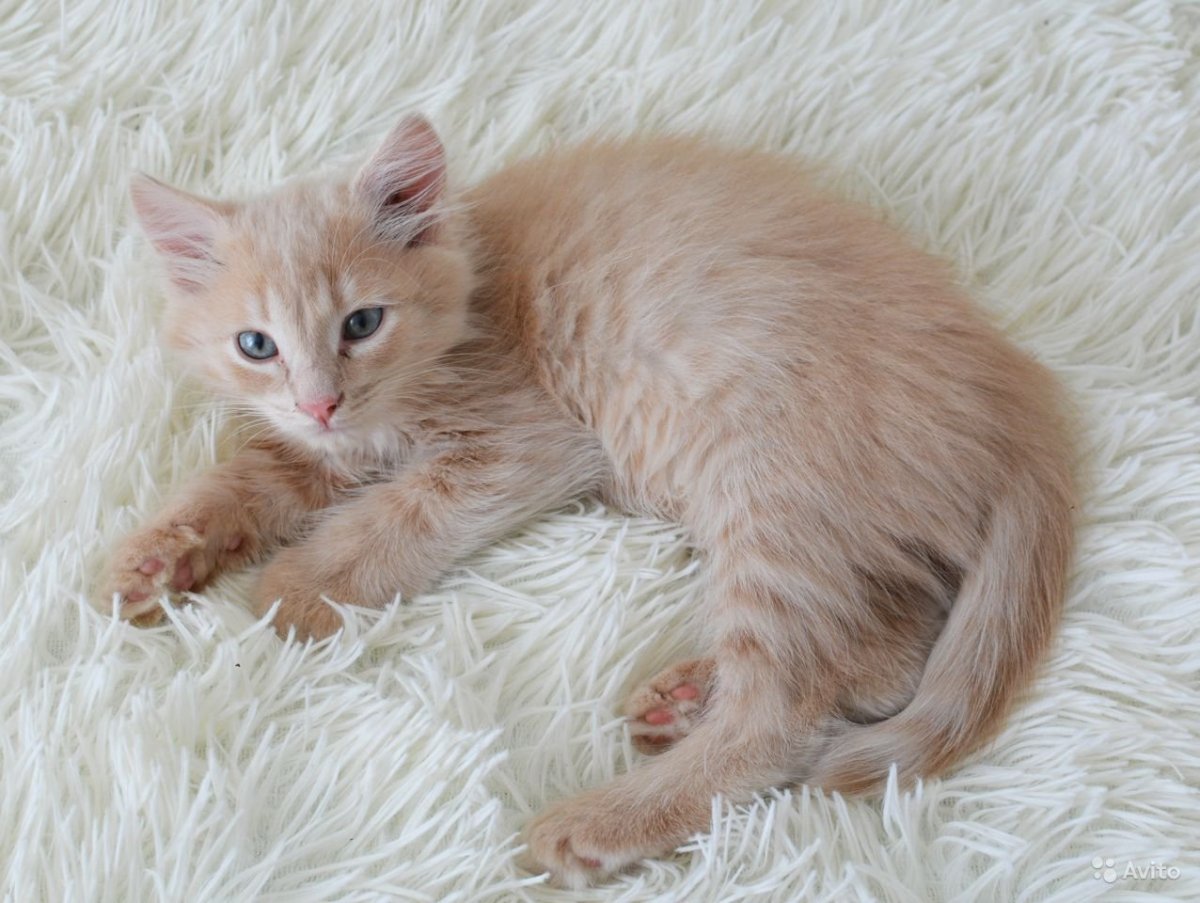 Персиковый кот