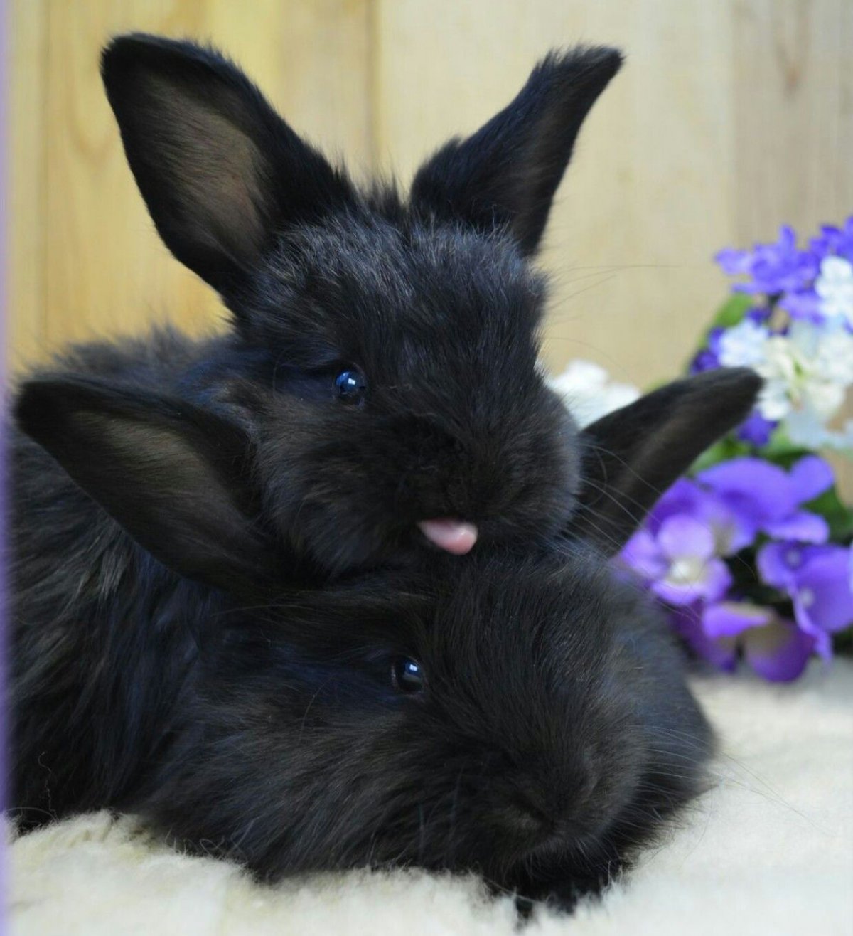 Черный кролик / Bunny Black