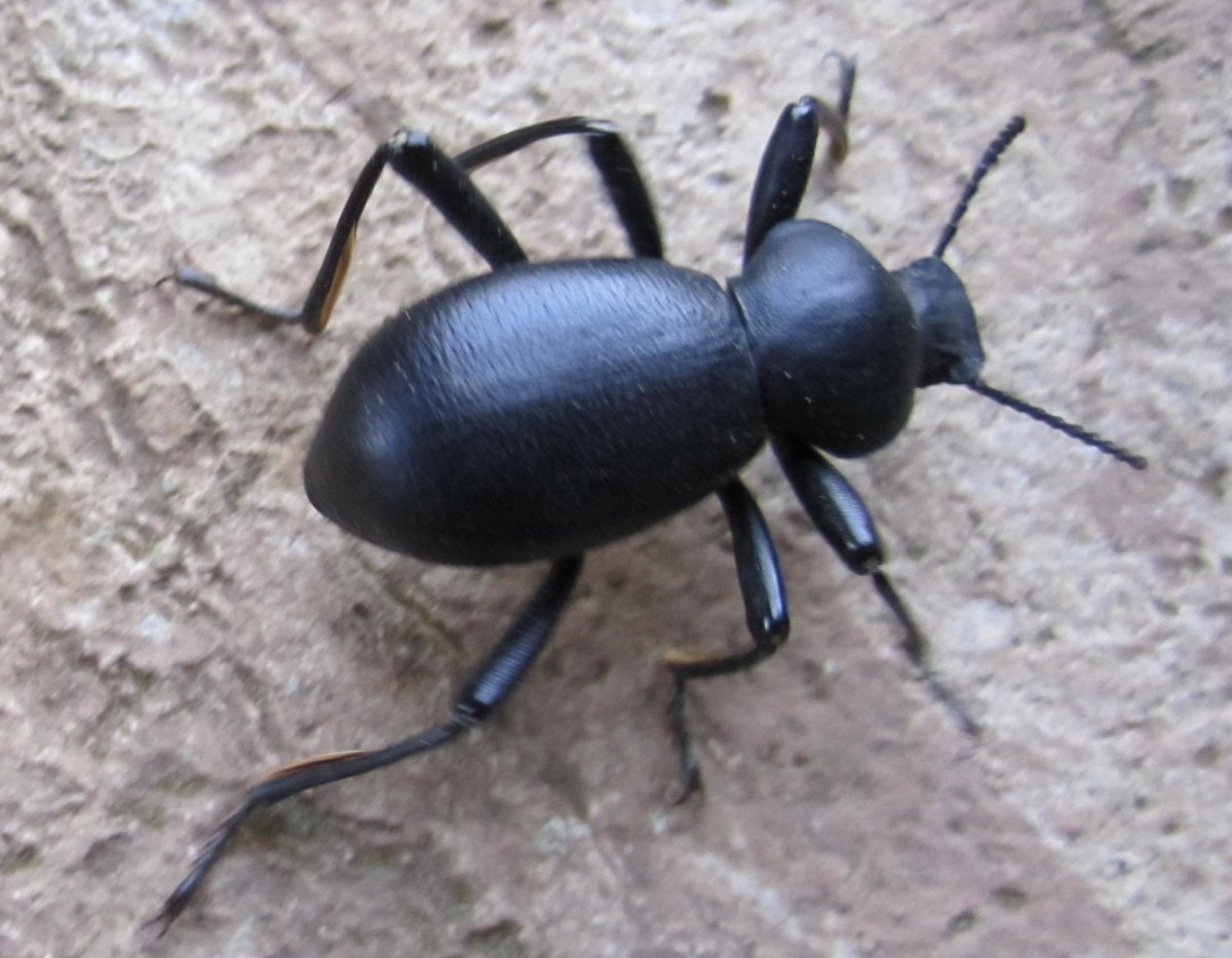 Большой черный жук на даче фото