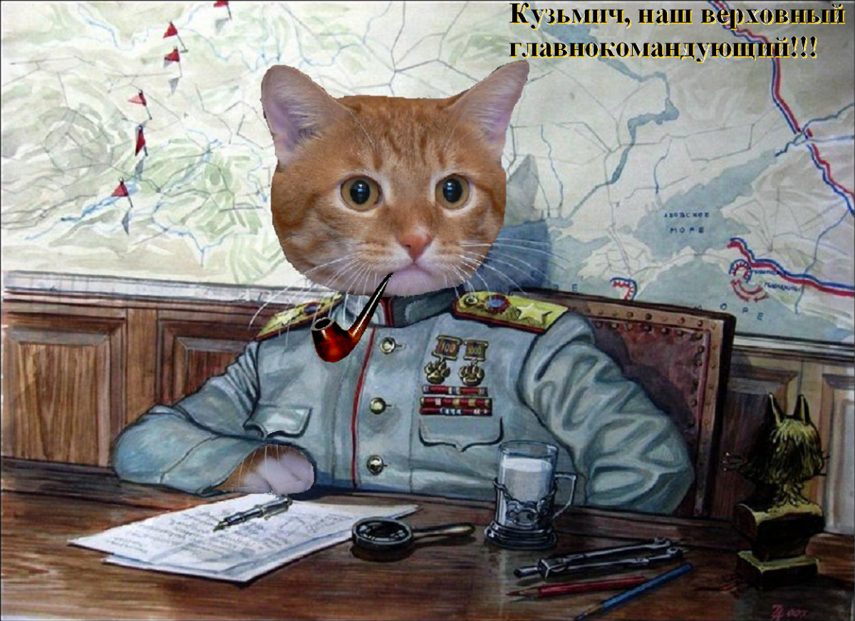 Кот военный картинки