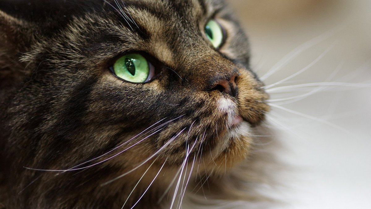 Кошачья морда с зелеными глазами