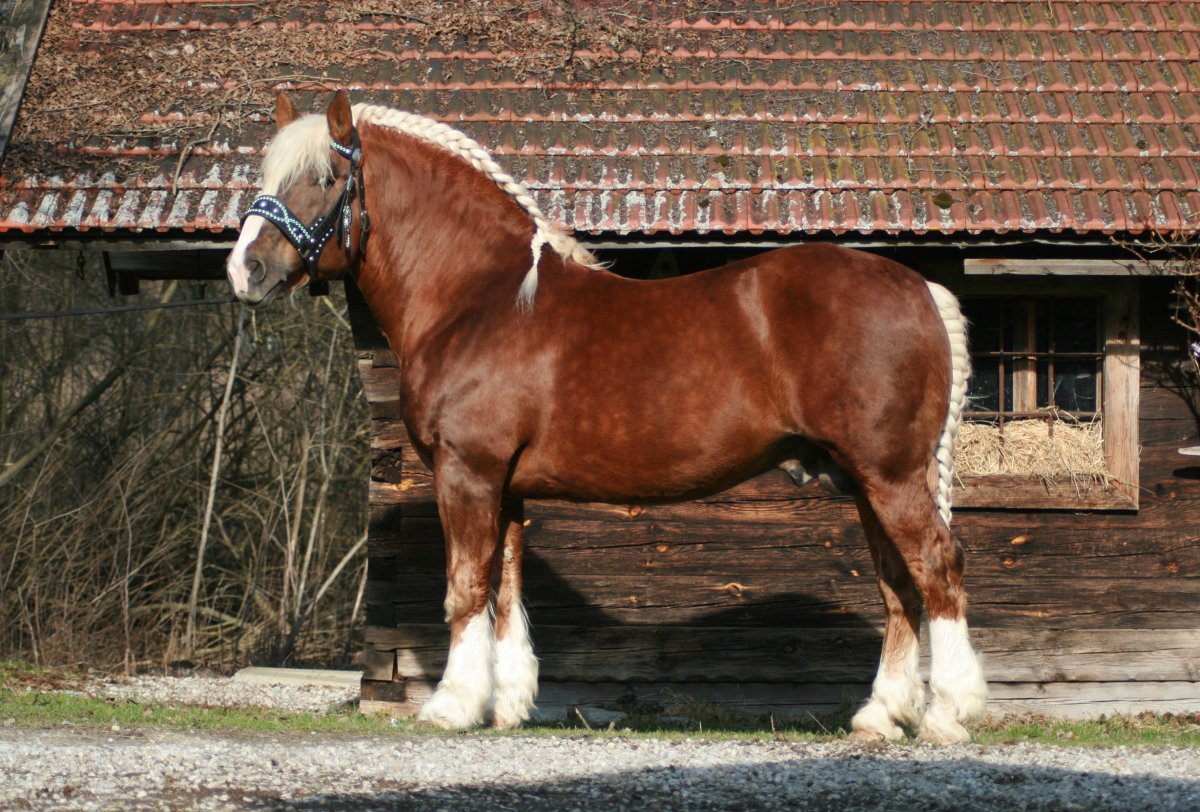 Самсон лошадь фото