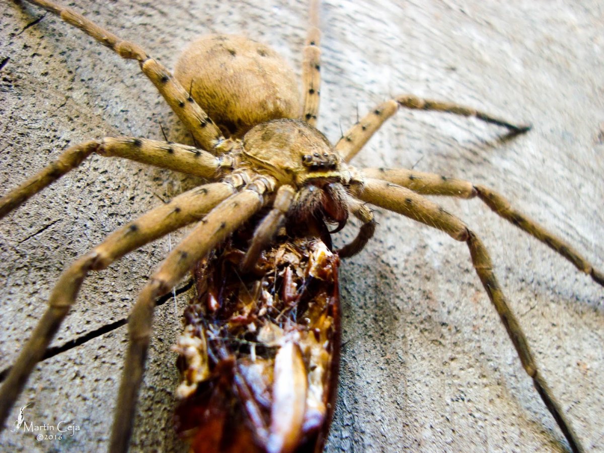 La araña mas grande de australia