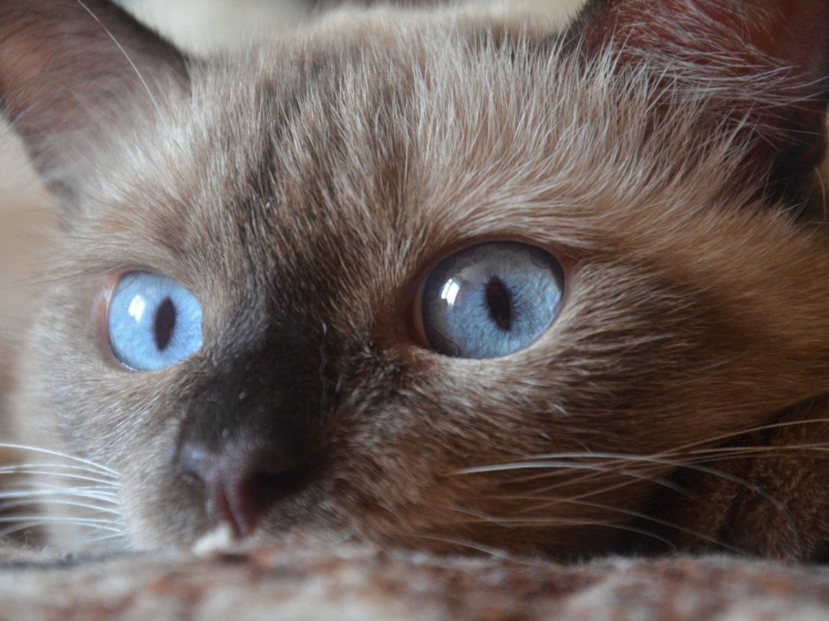 Коричневый кот с голубыми глазами
