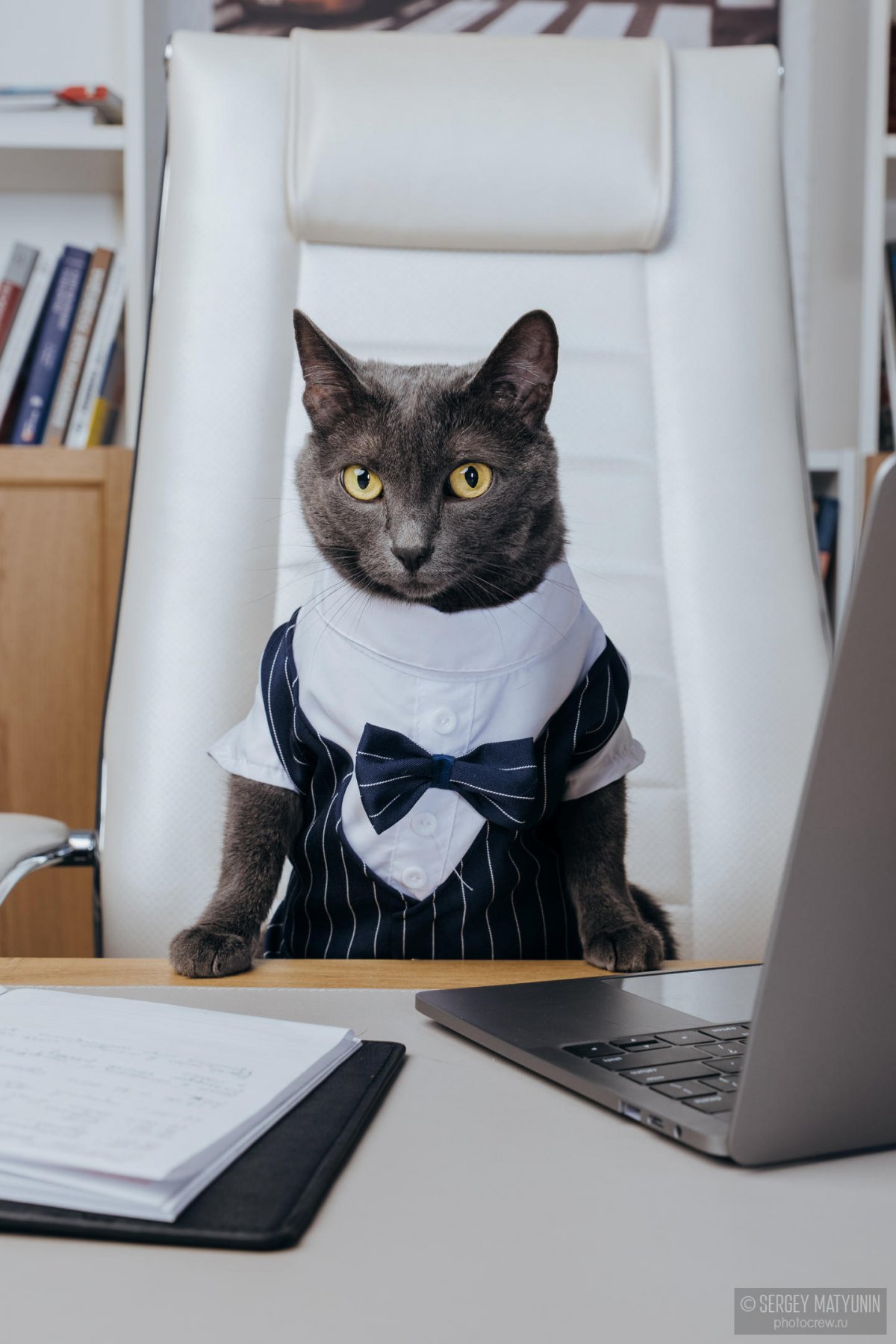 Коты в деловых костюмах