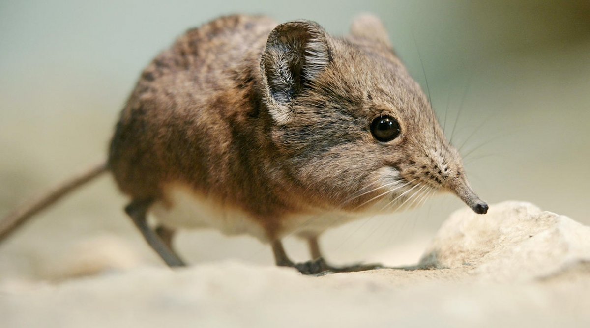 Полевая мышь — Википедия