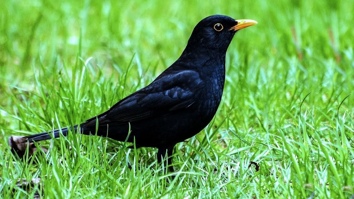 Черная птица с желтым клювом как называется фото