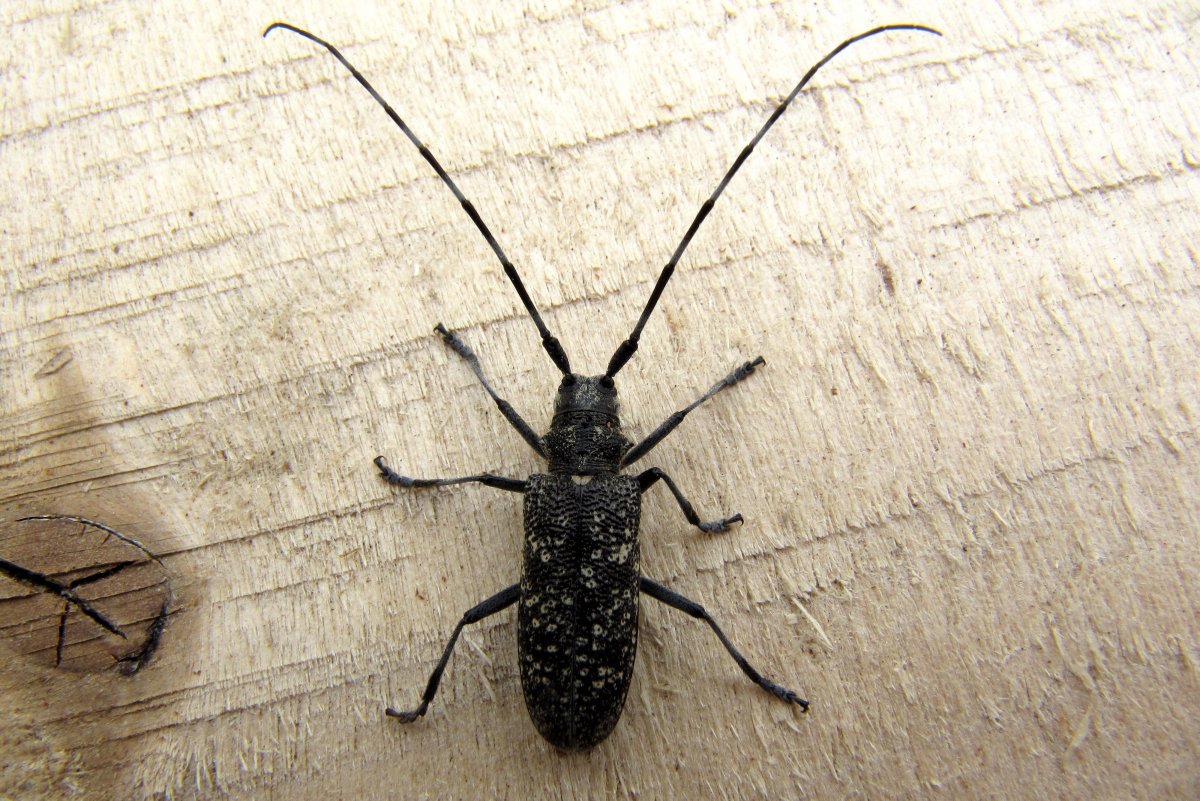 Жук олень Макросъемка