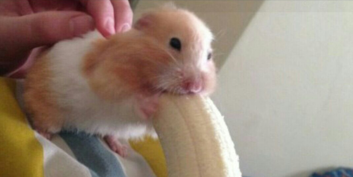 Хомяк в берете. Хомяк кушает банан. Крыса и банан. Хомяк грызет банан. Хомяк ест морковь.