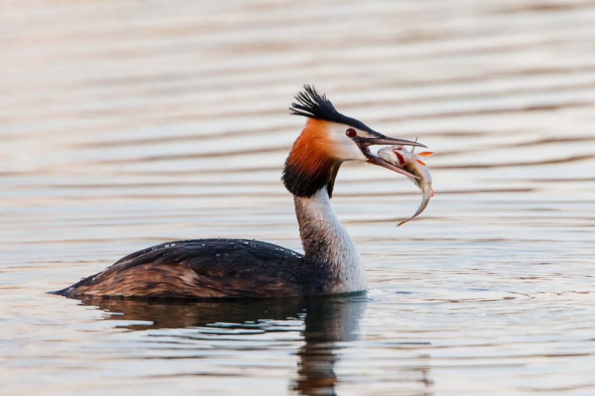 Хохлатая утка поганка