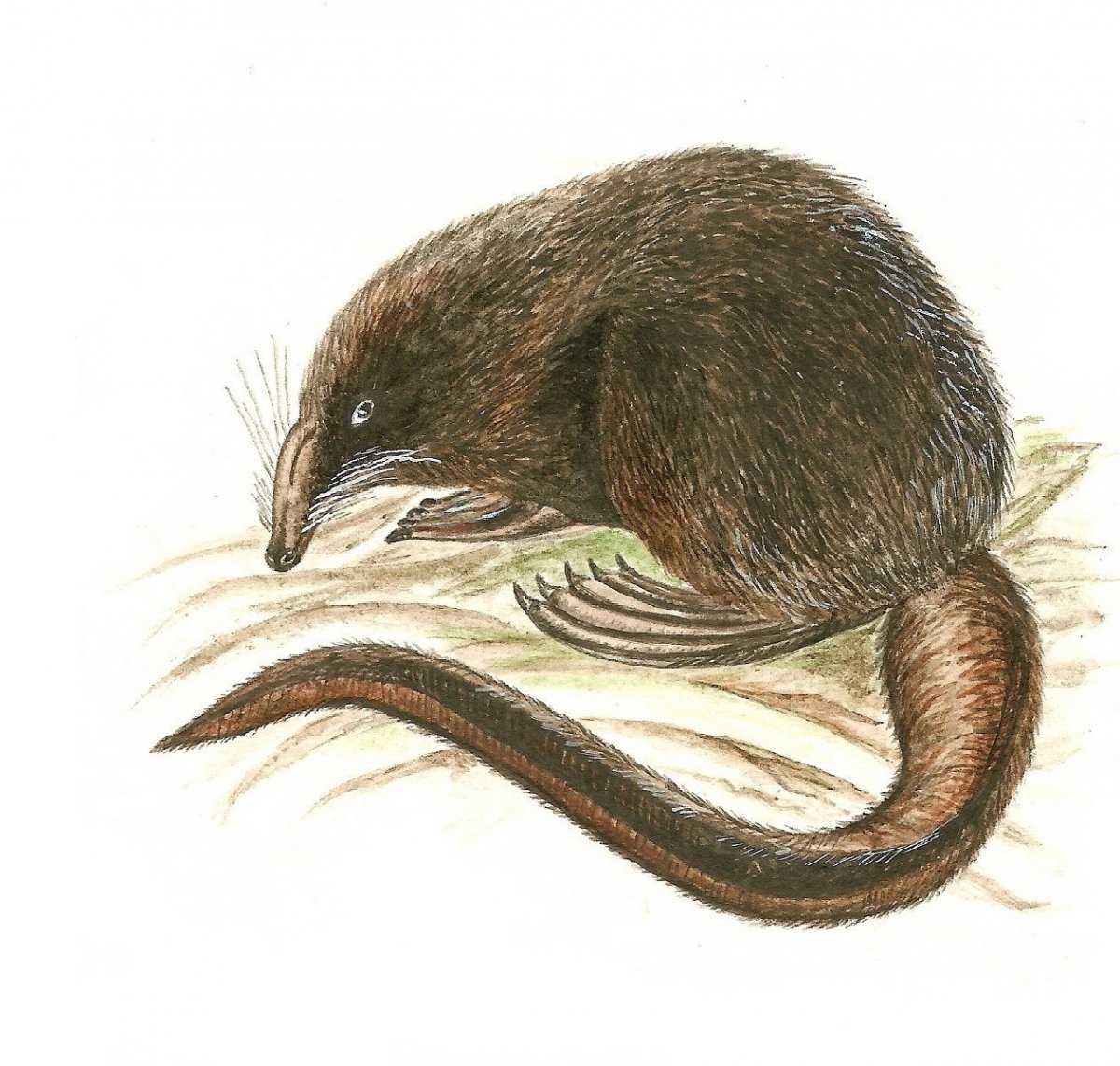 Выхухоль прикольная