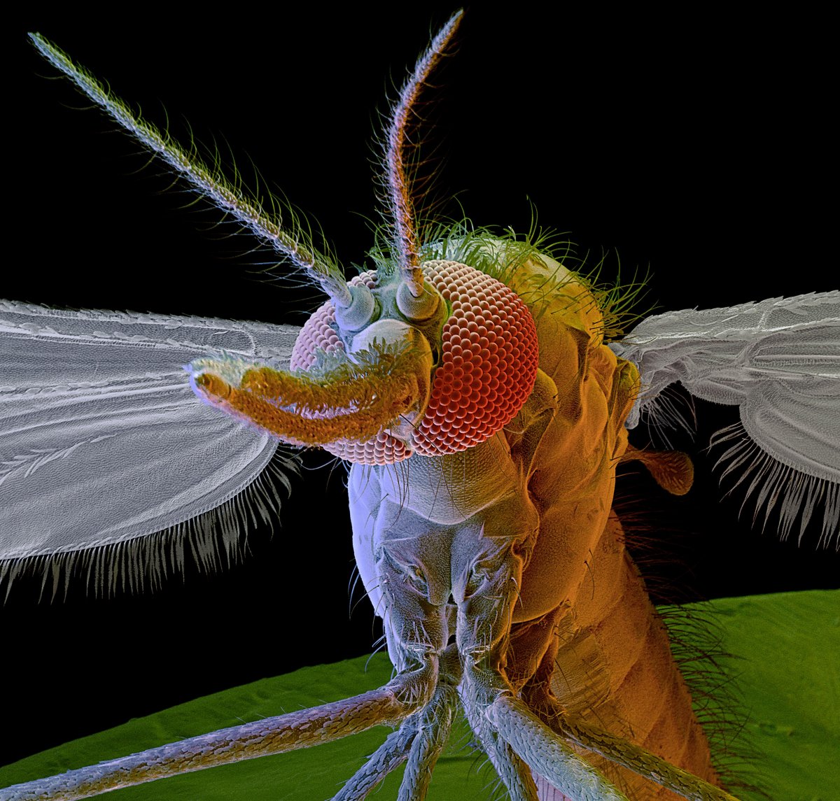 Укус комара под микроскопом