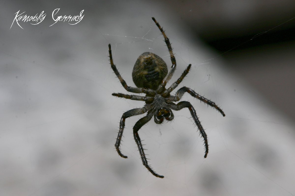 Пауки Волгоградской области