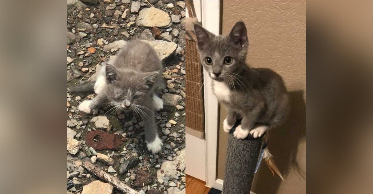 Взросление кота по месяцам