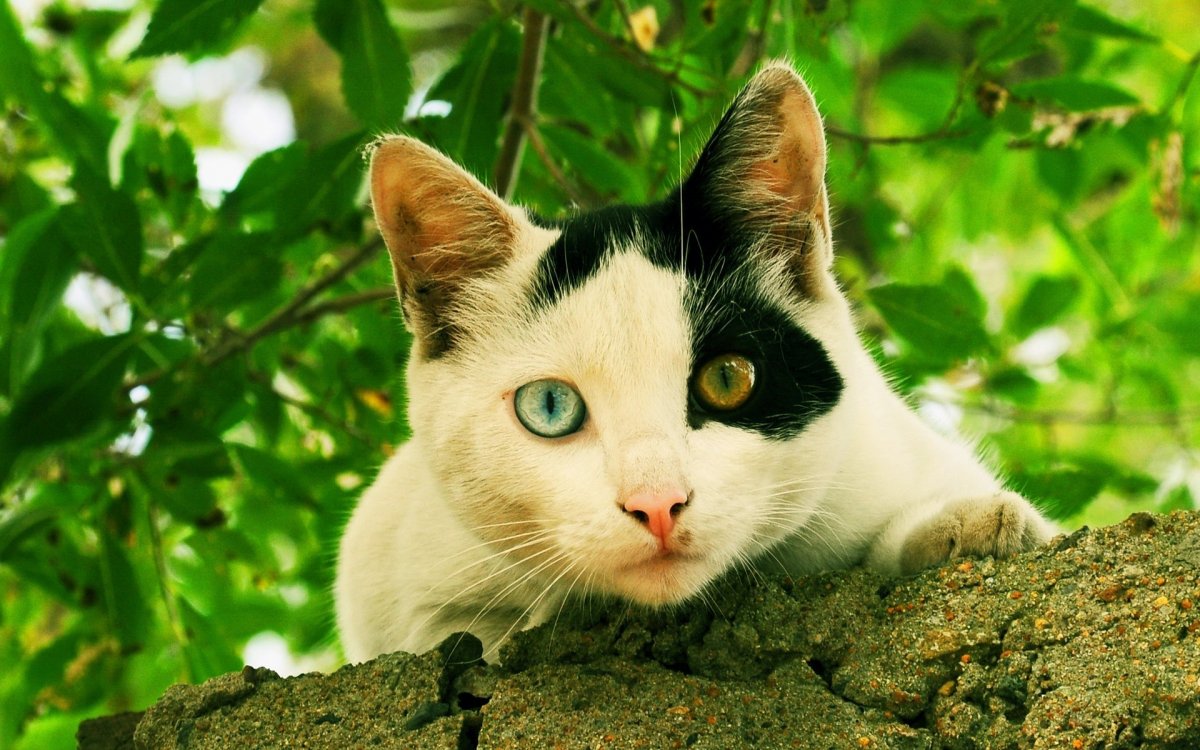 Черный кот с разными глазами