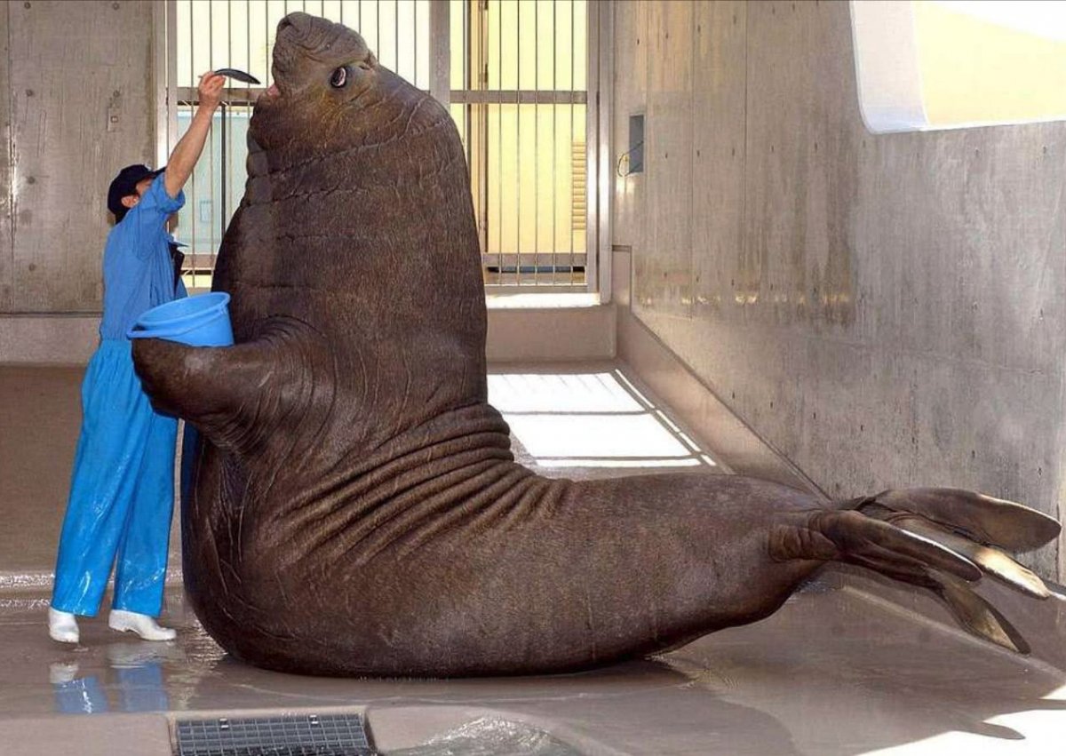 Огромный тюлень