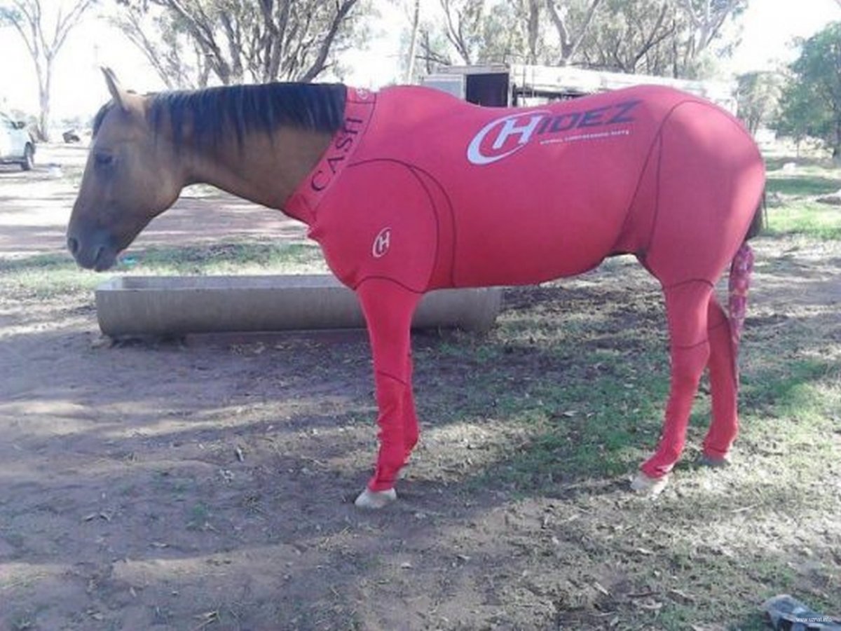 Лошадь в штанах