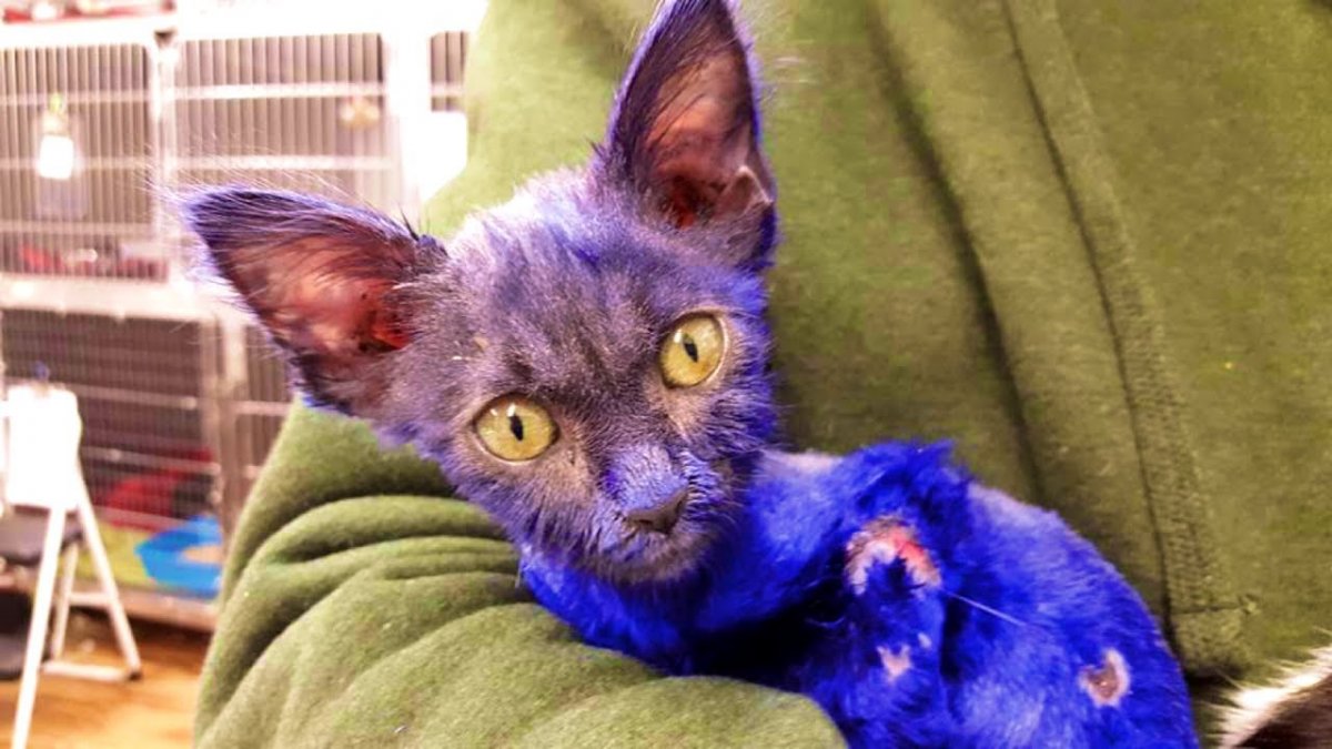 Кот с фиолетовыми глазами