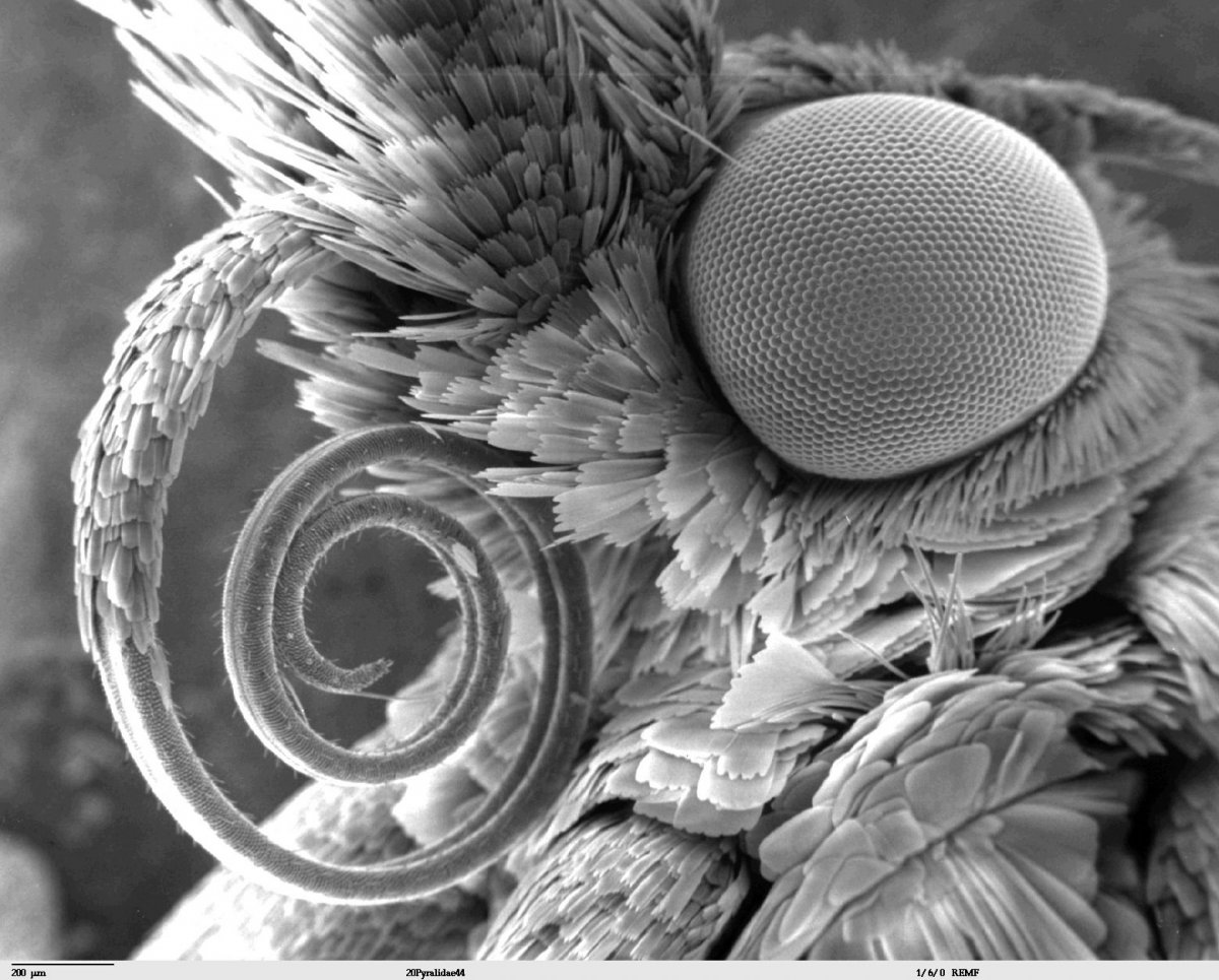 перо птицы под микроскопом